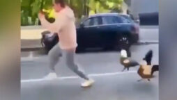 Man attacked by goose while playing with its children: WATCH