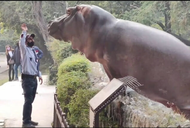 Security guard slaps hippopotamus back into water in old video