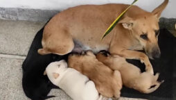 On rainy day, woman let street dogs to rest inside home: Viral Video