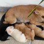 On rainy day, woman let street dogs to rest inside home: Viral Video