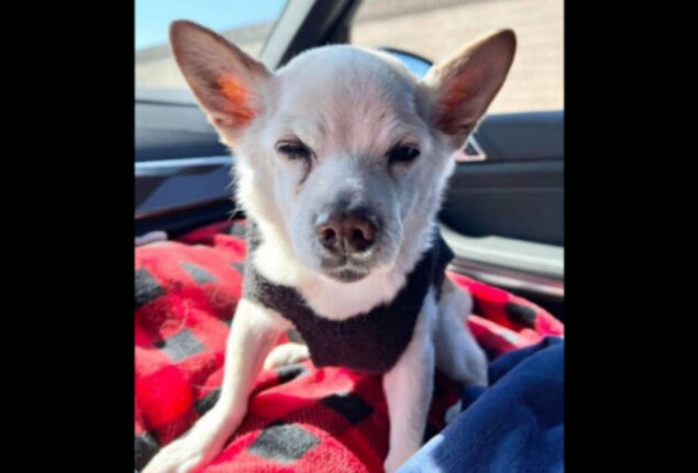 Guinness World Records named 22-year-old dog as the world’s oldest