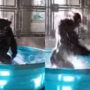 Netizens amused by old gorilla video of tub dancing