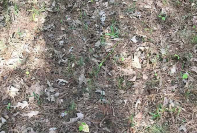 Can you find the slithering snake within 11 seconds?