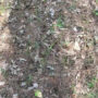 Can you find the slithering snake within 11 seconds?