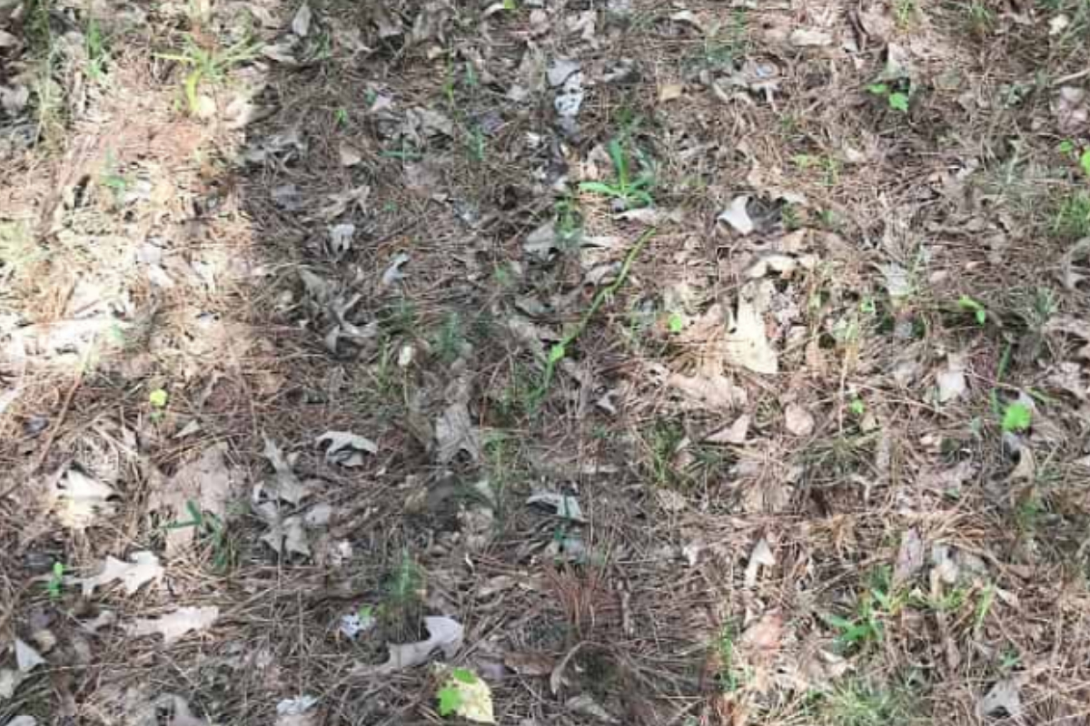 find the slithering snake