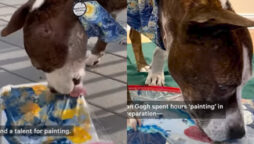 dog creating art
