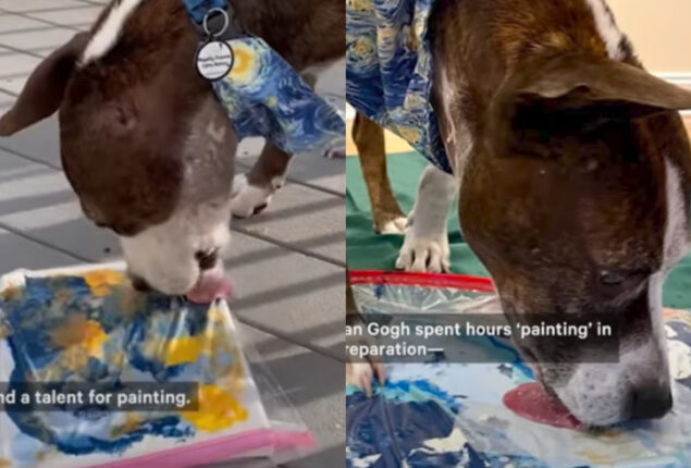 Van Gogh the rescue dog creating art with his tongue