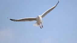 Find the hidden seagull? Also, read some seagull facts