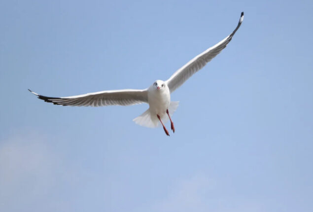 Find the hidden seagull? Also, read some seagull facts