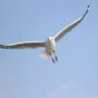 Find the hidden seagull? Also, read some seagull facts