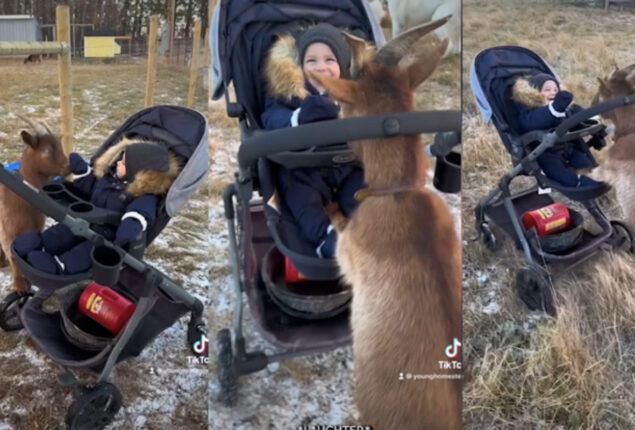 Goat rushes off with laughing baby in pram, shocking mom