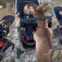 Goat rushes off with laughing baby in pram, shocking mom