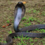 8-year-old bites and kills deadly cobra snake wrapped around arm