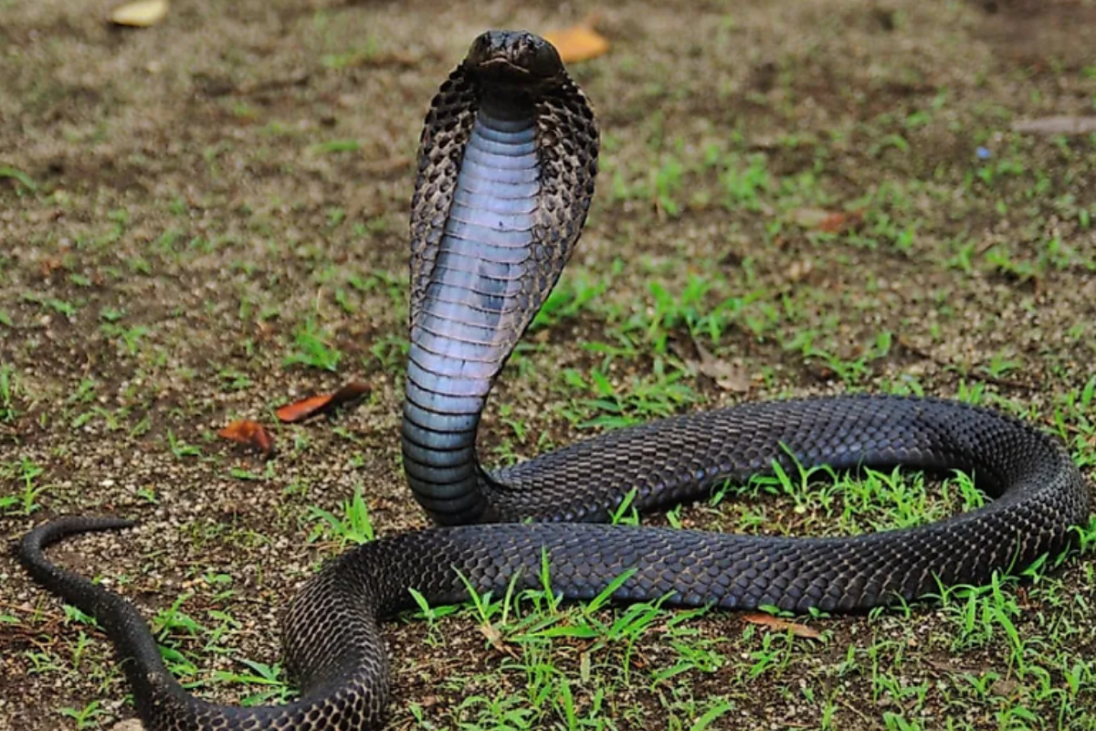 deadly cobra snake