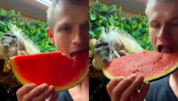 Viral video: Man feeding pet iguana watermelon