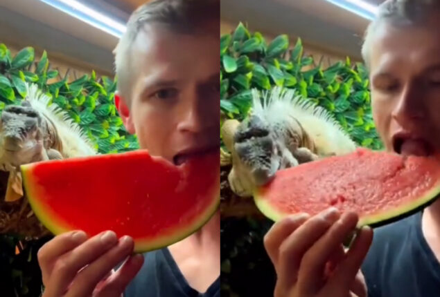 Viral video: Man feeding pet iguana watermelon