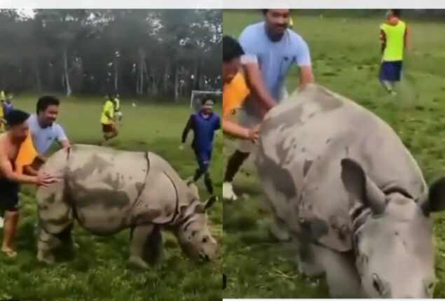 Watch: Rhino disrupts football game by getting on the field