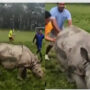 Watch: Rhino disrupts football game by getting on the field