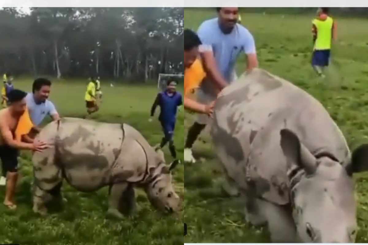 Rhino