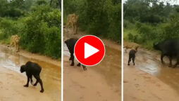 Viral Video: Lioness Attacks Calf, Mother Buffalo Rescues. Watch