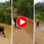 Viral Video: Lioness Attacks Calf, Mother Buffalo Rescues. Watch