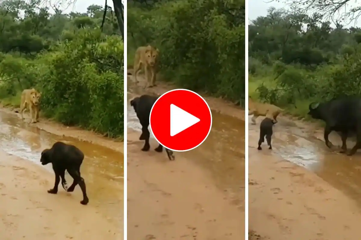 Lioness Attacks Calf