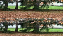 Optical Illusion: Spot the cute dog hiding in this picture in 20 sec?