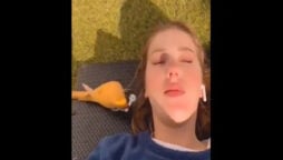 Viral Video: Bird steals a woman’s earbud and refuses to return it