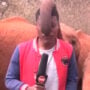 Watch viral: Elephant shares affection on TV reporter