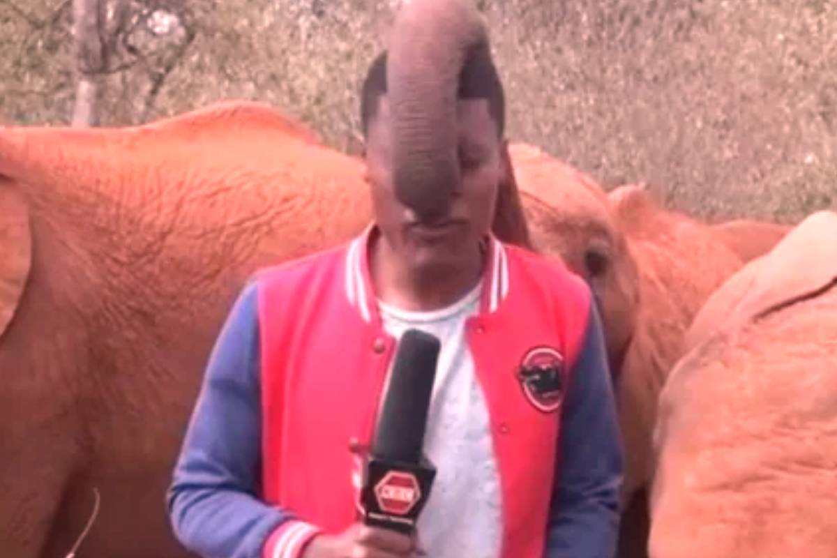 Elephant affection on TV reporter