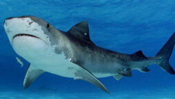 Scientists put cameras in tiger sharks to map secret ocean areas