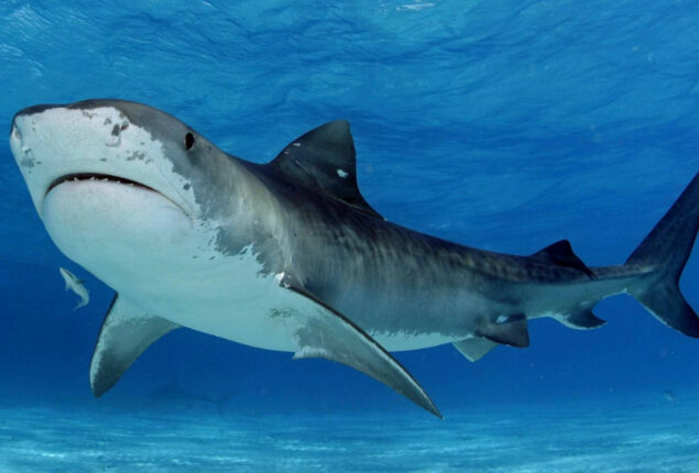 Scientists put cameras in tiger sharks to map secret ocean areas