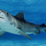 Scientists put cameras in tiger sharks to map secret ocean areas