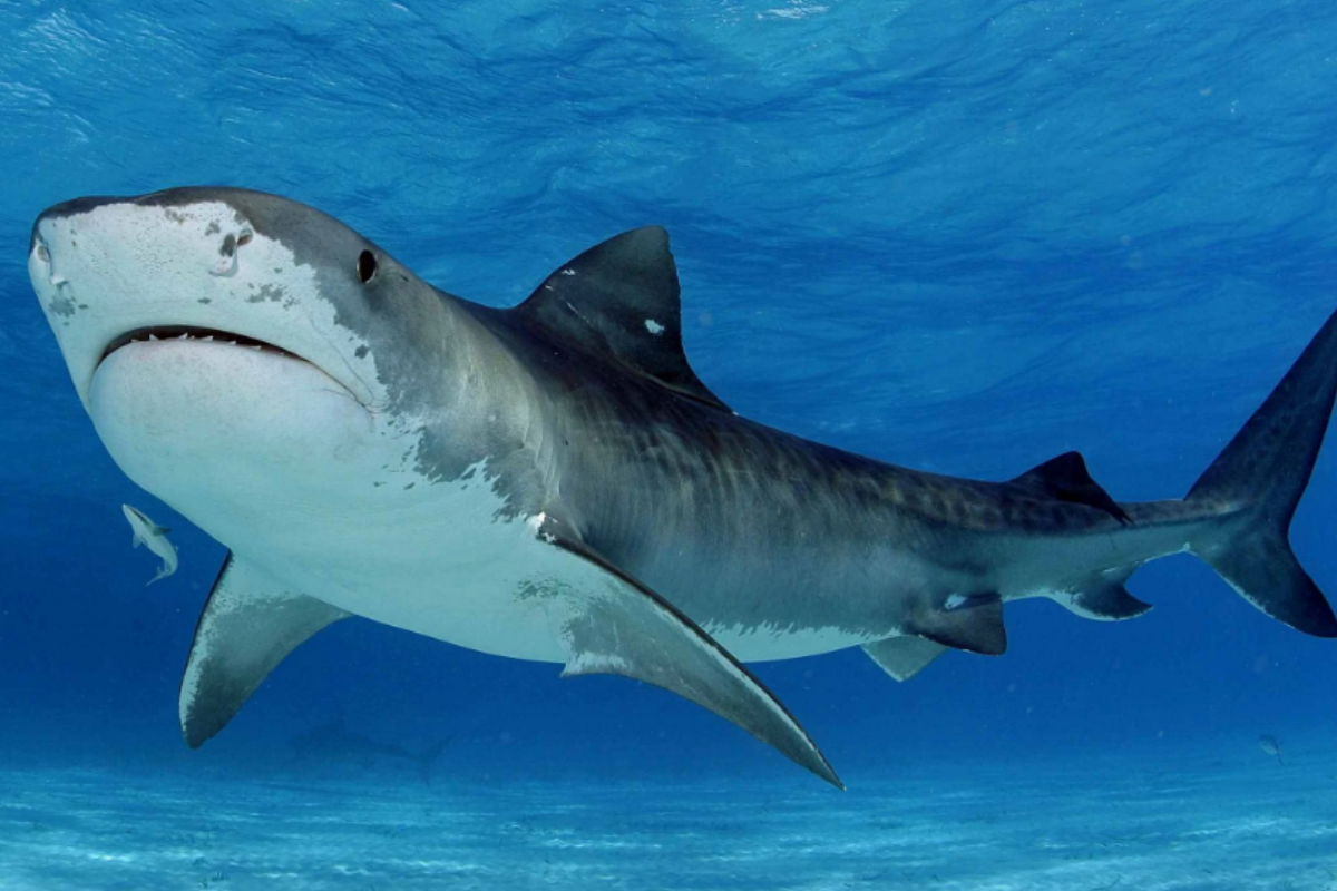 Tiger Sharks