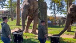 Elephant took drums and plays it with trunk: Viral Video