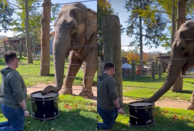 Elephant took drums