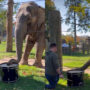 Elephant took drums and plays it with trunk: Viral Video