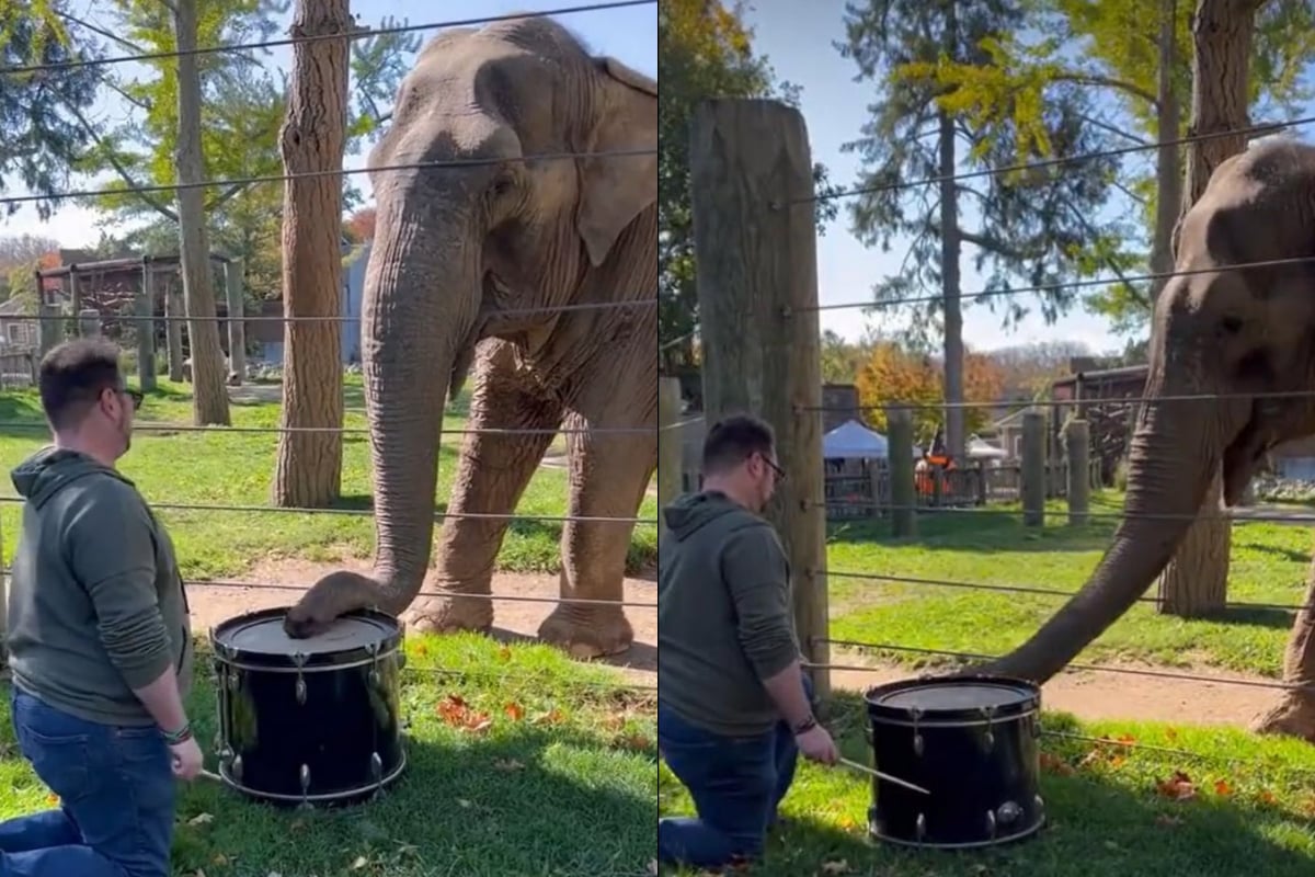 Elephant took drums