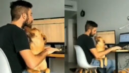 Adorable Video: Dog demands attention when a guy works from home