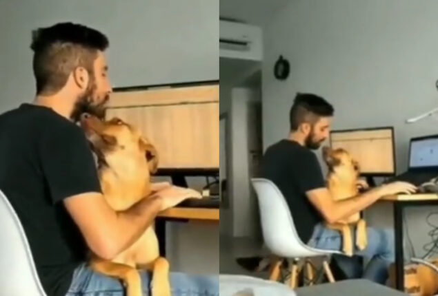 Adorable Video: Dog demands attention when a guy works from home