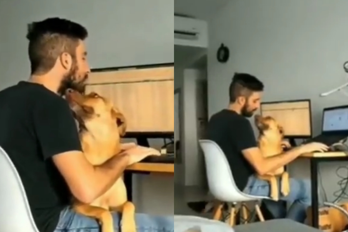 Dog demands attention