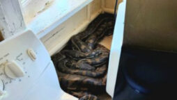 Woman finds two pythons mating beneath microwave
