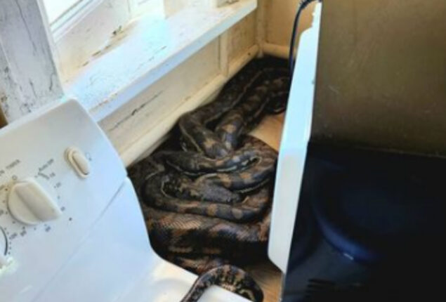 Woman finds two pythons mating beneath microwave