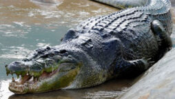 Crocodile Found with Dinosaur Remains