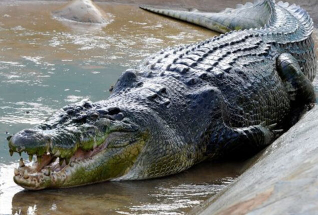 India: Relocation of 1,000 crocodiles raises questions