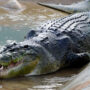 India: Relocation of 1,000 crocodiles raises questions
