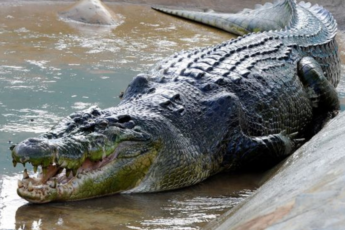 Crocodile Found with Dinosaur Remains