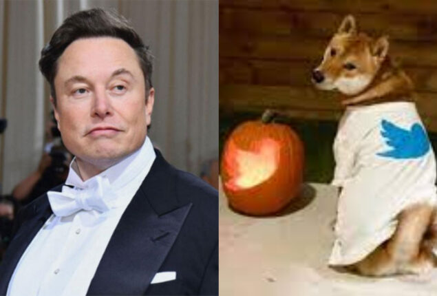 Elon Musk Twitter Bird Pumpkin for Halloween