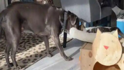 Dog takes bed from beneath cat as if to say “You deserve no rest”