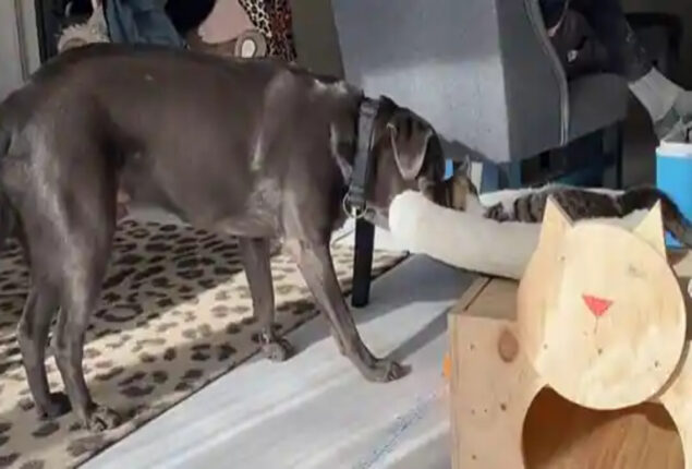 Dog takes bed from beneath cat as if to say “You deserve no rest”